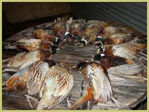 Description: Description: pheasants, hunt, german, wirehair, wirehaired, pointer, wirehairs, sire, breed, breeder, kennel
