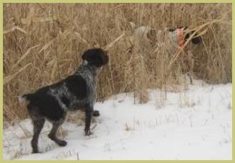 Description: Description: pheasants, hunt, german, wirehair, wirehaired, pointer, wirehairs, dam, breed, breeder, kennel, hunt