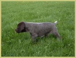 Description: Description: Description: Description: Description: Description: Description: Description: Description: Description: Description: Description: Description: Description: Description: hunt, german, wirehair, wirehaired, pointer, wirehairs, pup, pups, puppy, breed, breeder, kennel