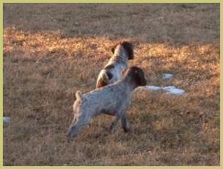 Description: Description: Description: Description: Description: Description: Description: Description: Description: Description: Description: Description: Description: Description: Description: hunt, german, wirehair, wirehaired, pointer, wirehairs, pup, pups, puppy, breed, breeder, kennel